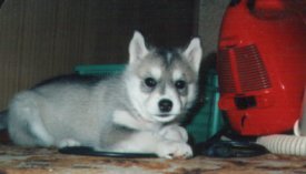 �|���@�ƃW����